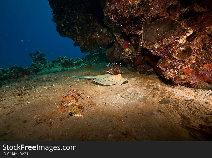 Coral And Bluespotted Stingray