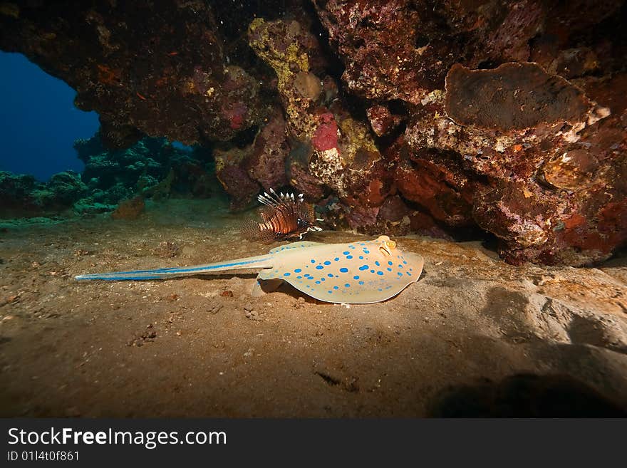 Coral and bluespotted stingray