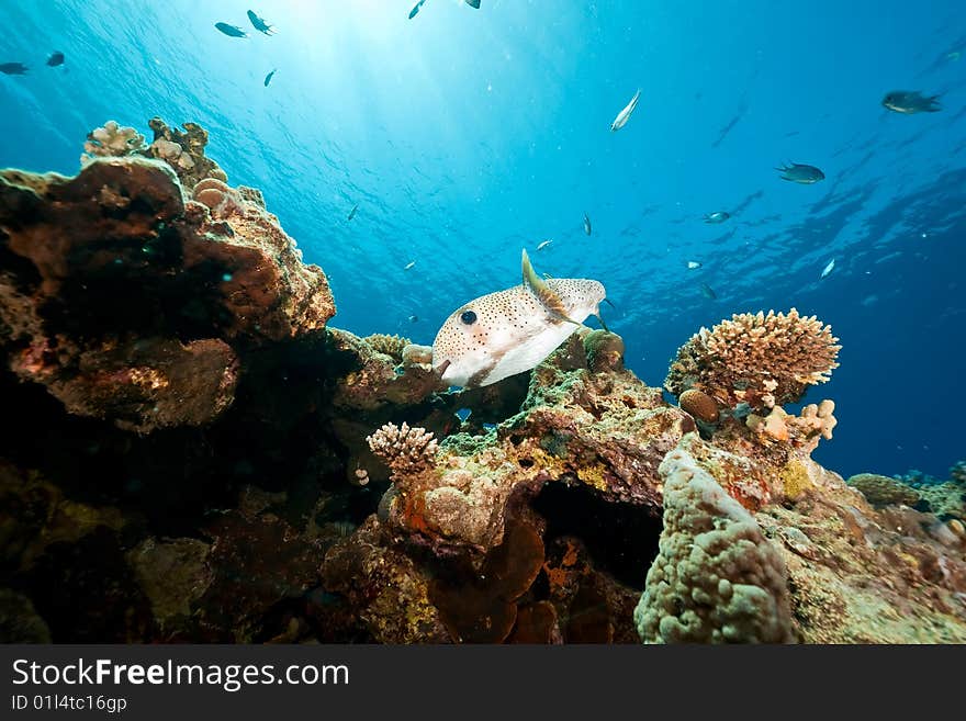 Porcupinefish (diodon hystrix) taken in the red sea.