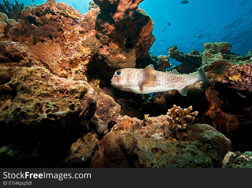 Porcupinefish (diodon hystrix) taken in the red sea.