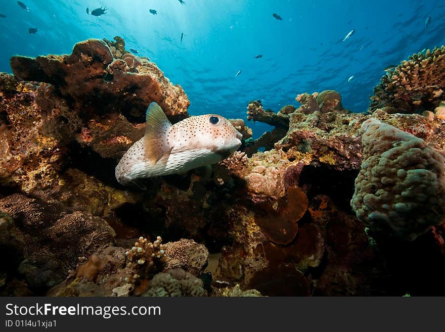 Porcupinefish (diodon hystrix) taken in the red sea.