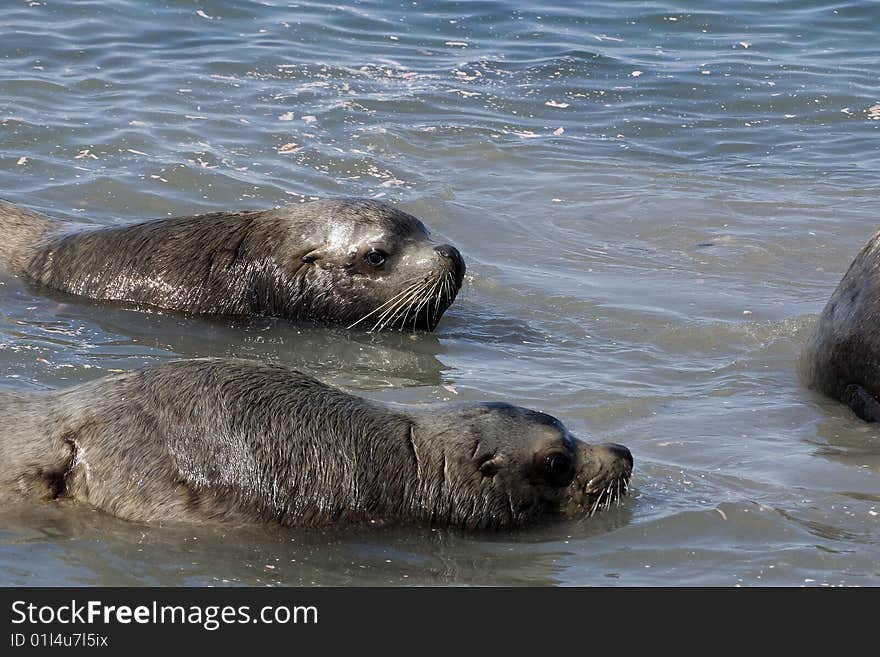 Northern sea lionin (Eumetopias jubatus) a habitat. Russia. Kamchatka. Northern sea lionin (Eumetopias jubatus) a habitat. Russia. Kamchatka.