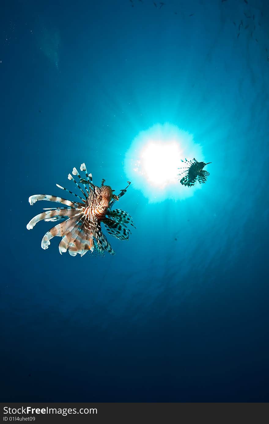 Ocean, lionfish and sun taken in the red sea.