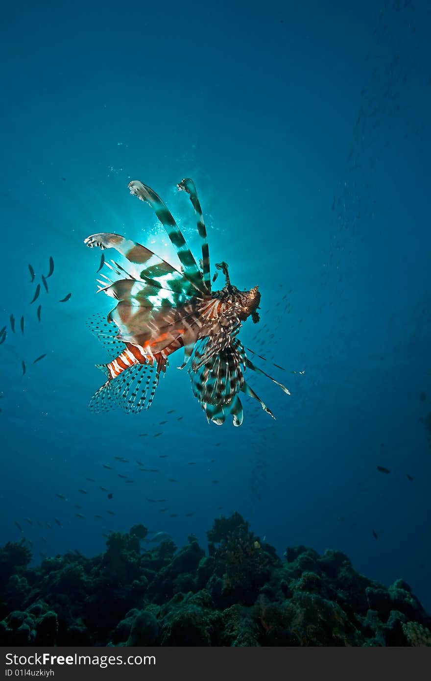 Ocean, lionfish and sun taken in the red sea.