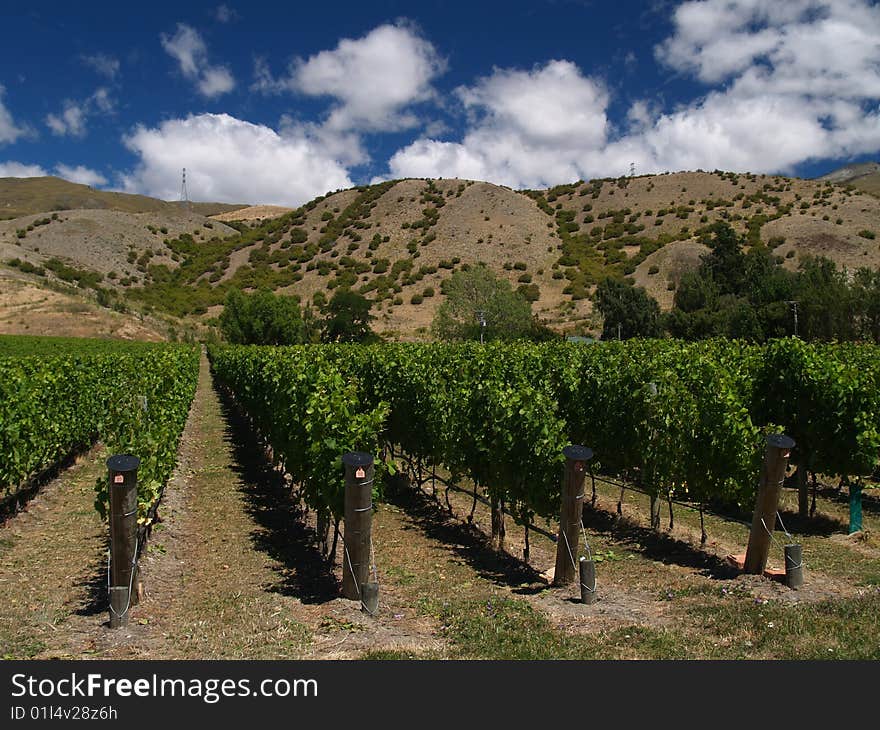 Vineyard In New Zealand