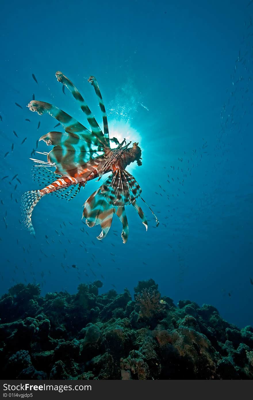 Ocean, lionfish and sun taken in the red sea.