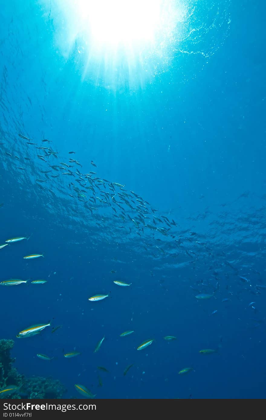 Ocean and sun taken in the red sea.