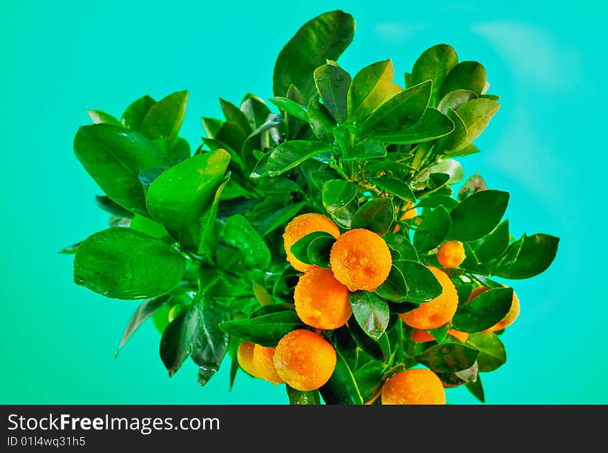 Oranges on the branches after the rain. Oranges on the branches after the rain