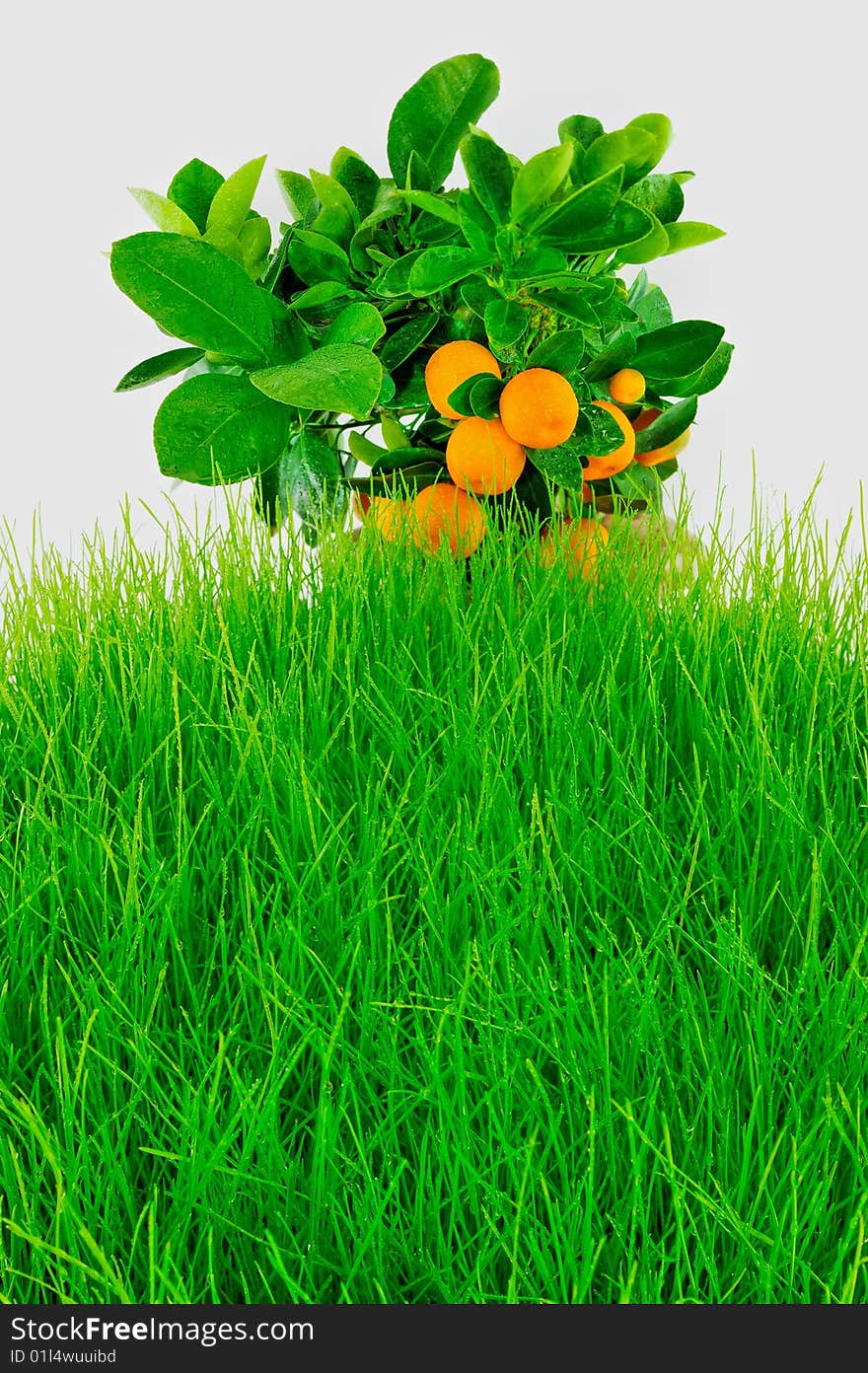 Ripe oranges on the wet grassy hill. Ripe oranges on the wet grassy hill