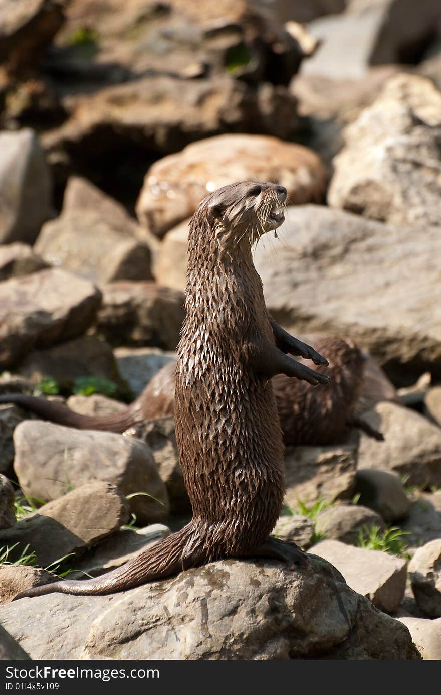 Otter