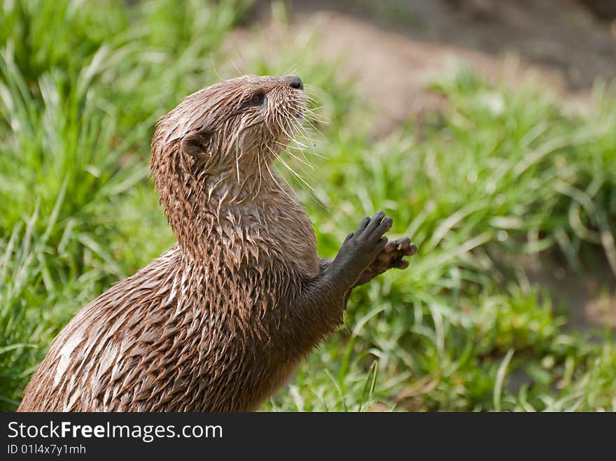 A portrait of an otter. A portrait of an otter