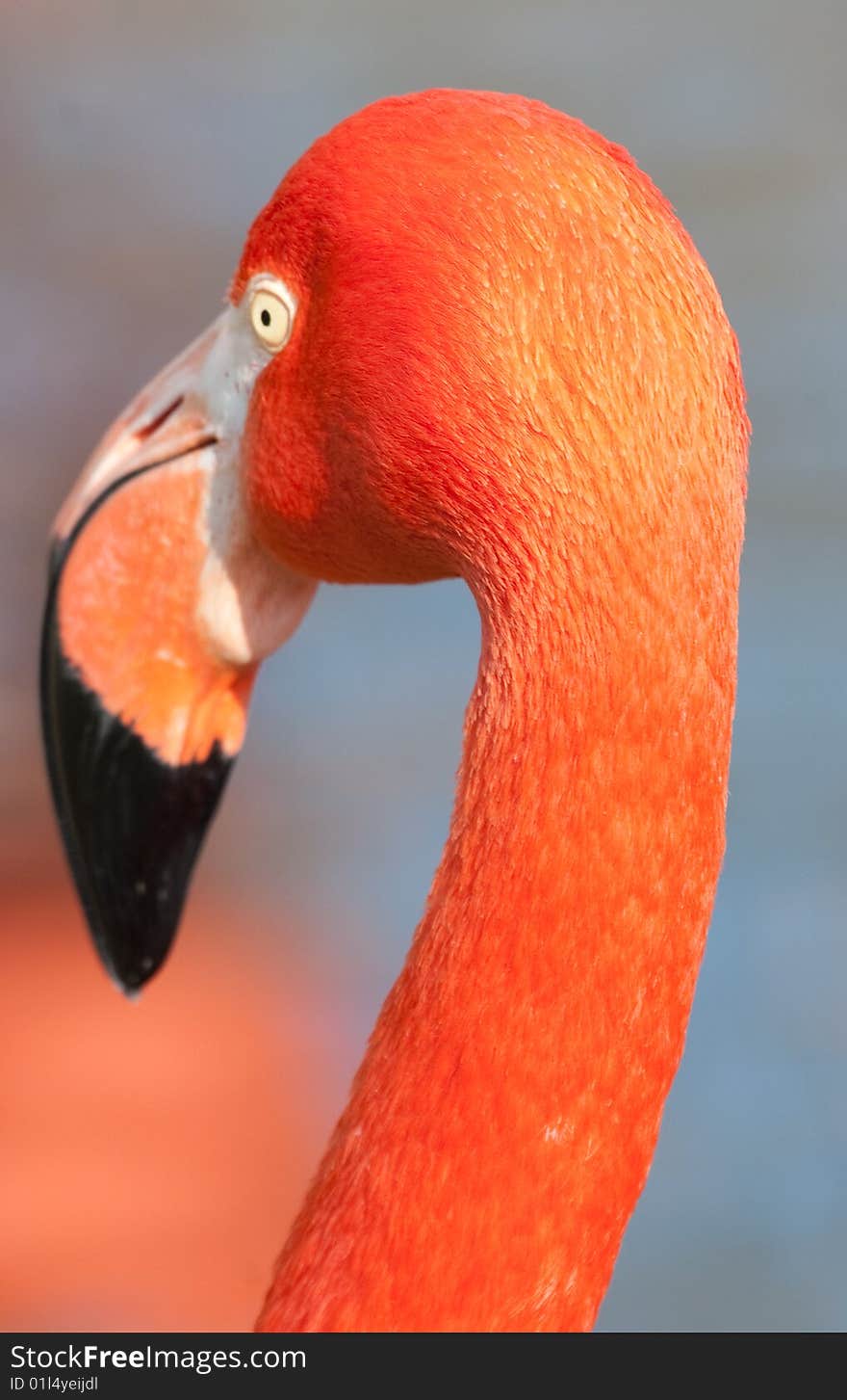 Detail Of Cuban Flamingo In Zoo