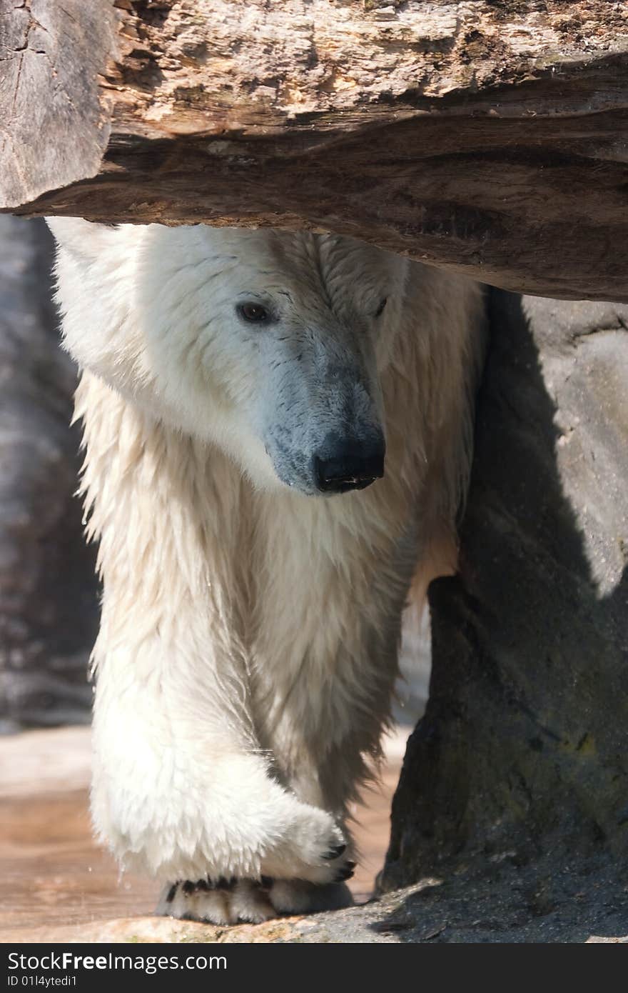 Young Polar Bear In Zoo