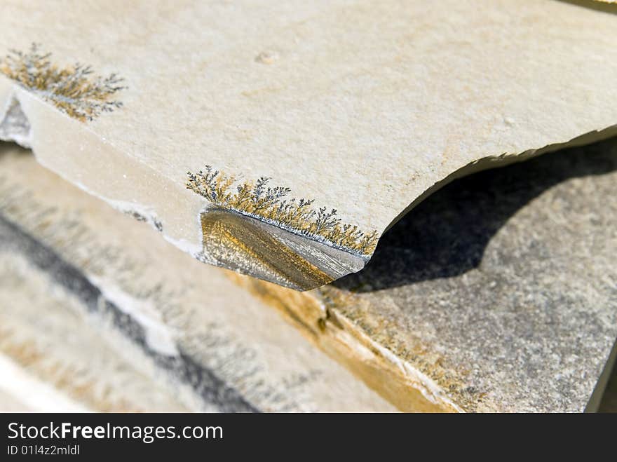 Plant fossils in stone