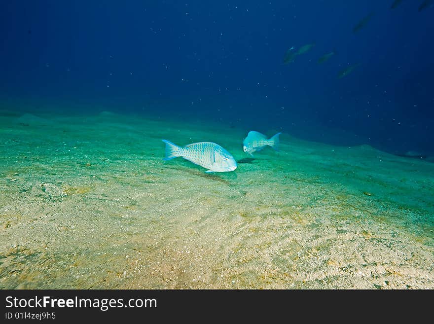 Parrotfish