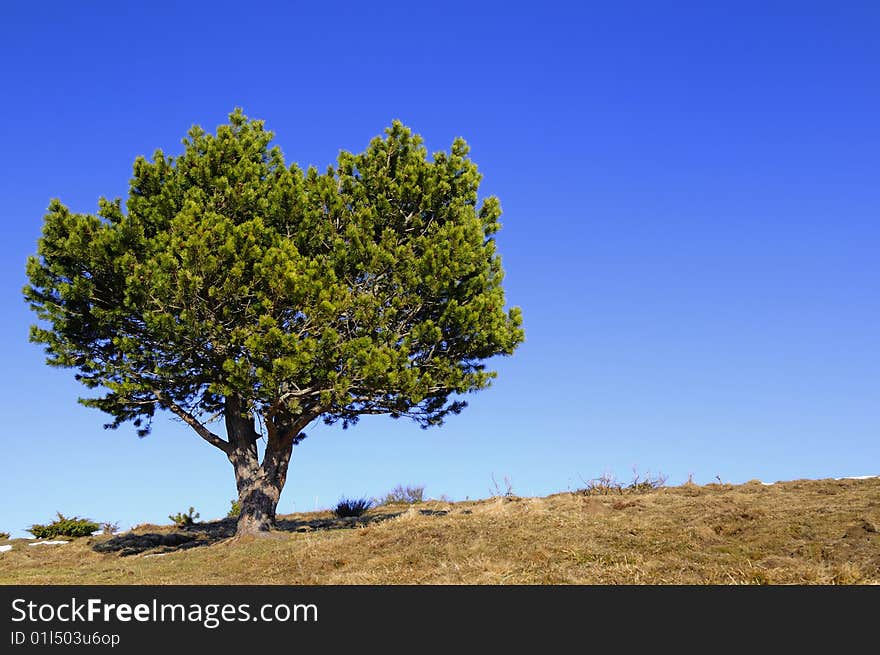 Lonely tree with  grass in spring