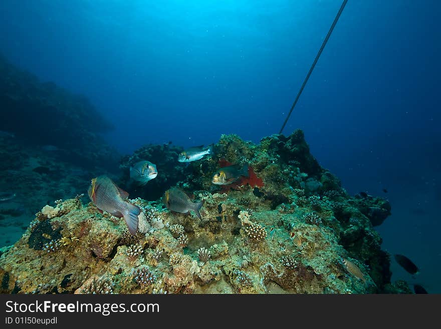 Bigeye emperor, coral and ocean