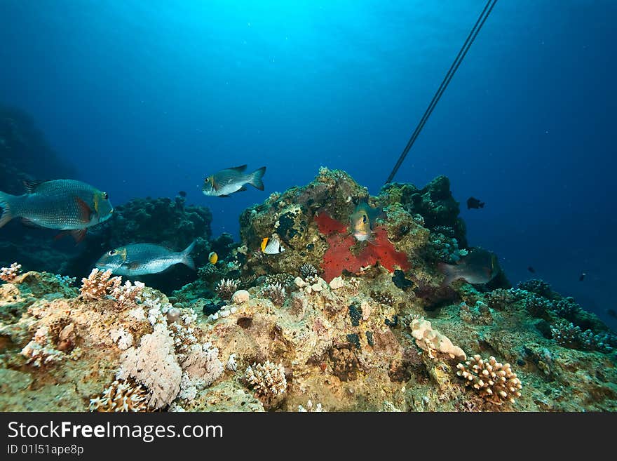 Bigeye emperor, coral and ocean