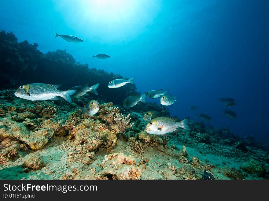 Bigeye Emperor, Coral And Ocean