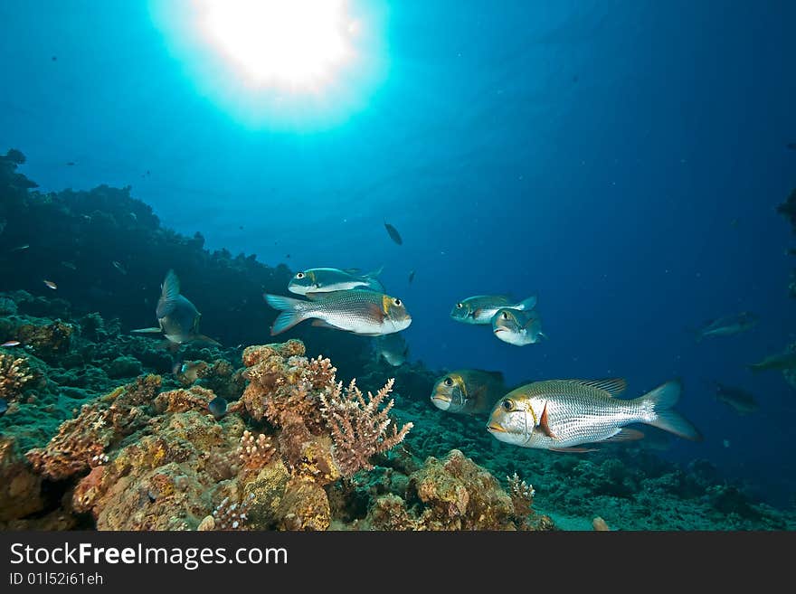 Bigeye emperor, coral and ocean