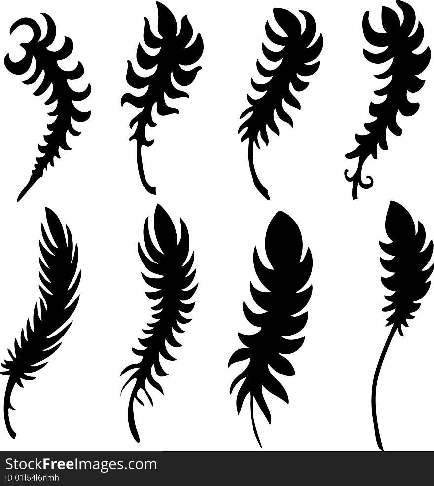 Feather detailed illustration isolated on white