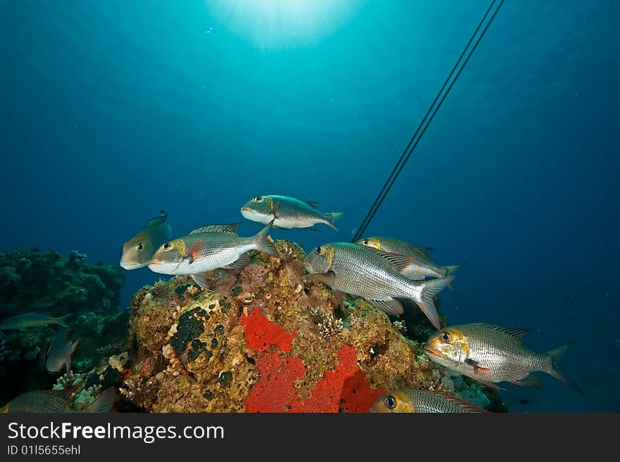 Bigeye Emperor, Coral And Ocean