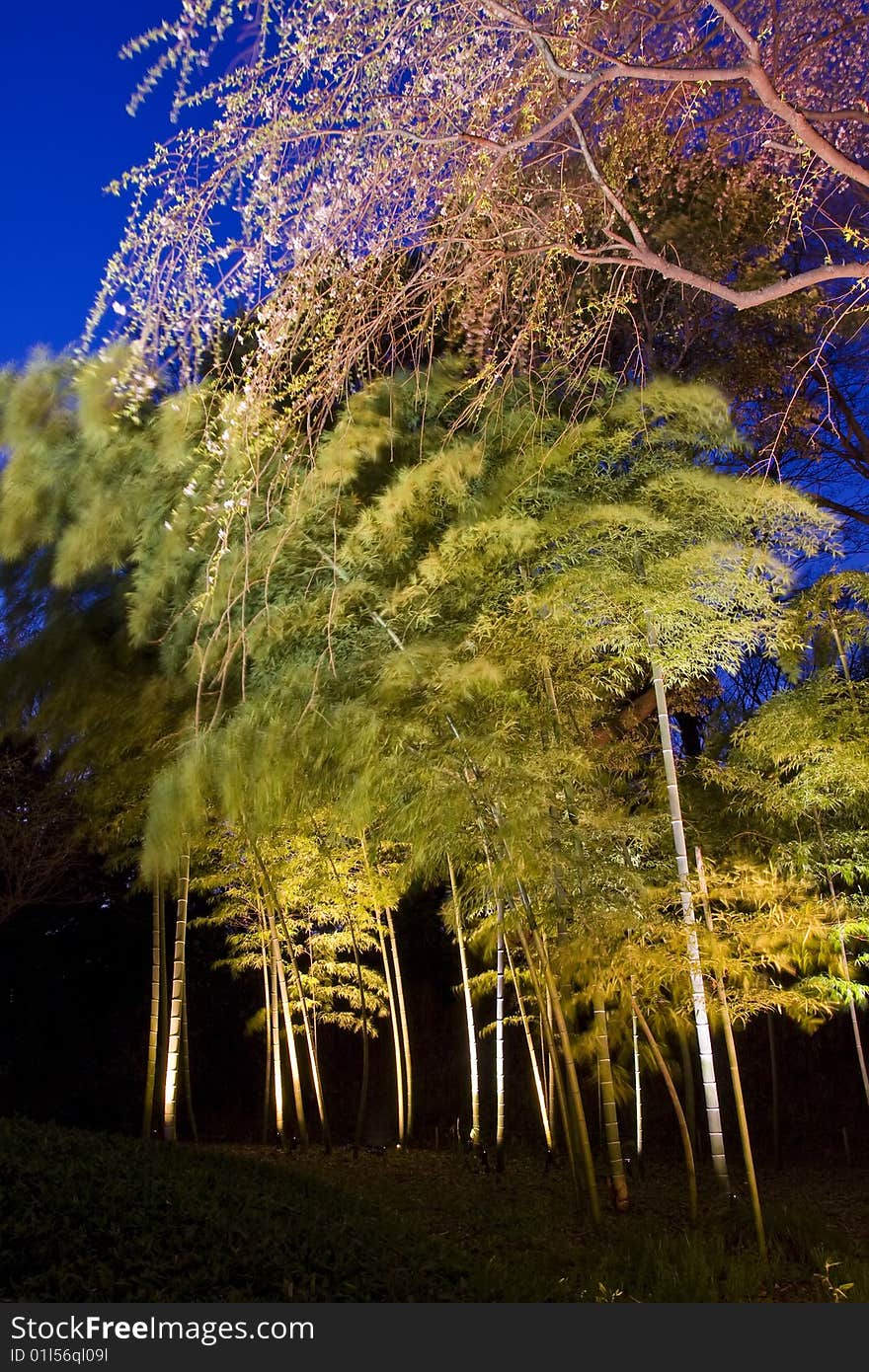 Bamboo forest