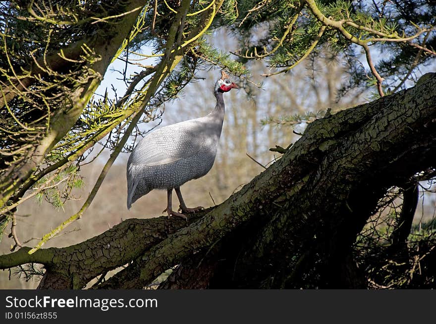 Helmeted Guineafowl (Numida meleagris) in a tree