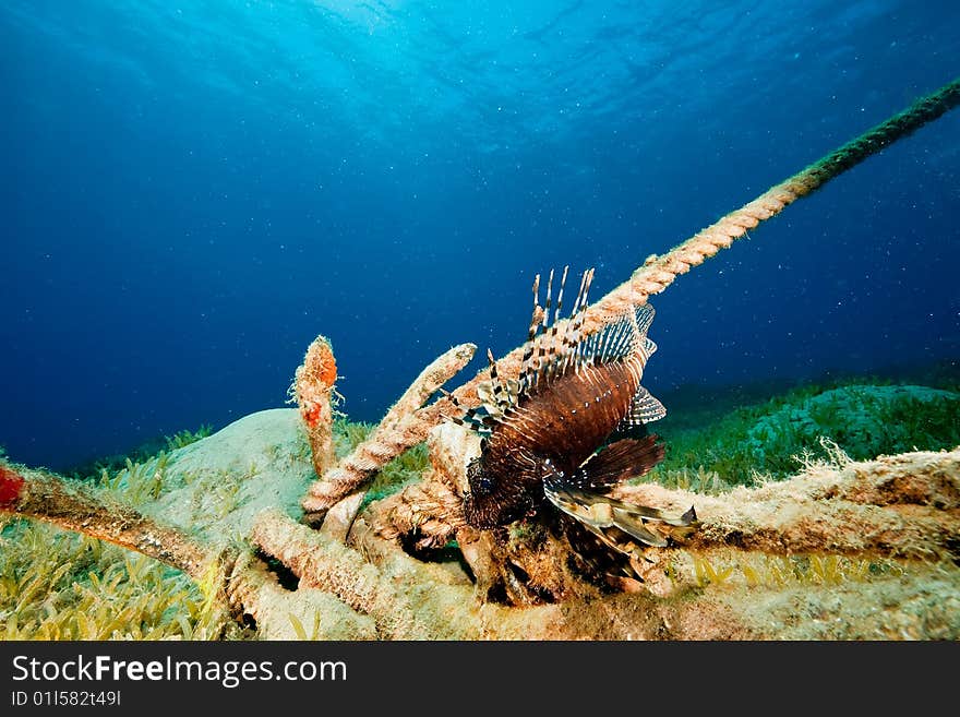 Ocean and lionfish taken in the red sea.