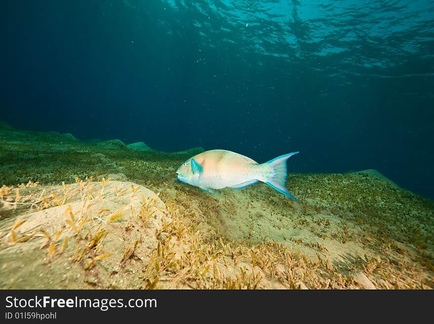 Ocean and parrotfish