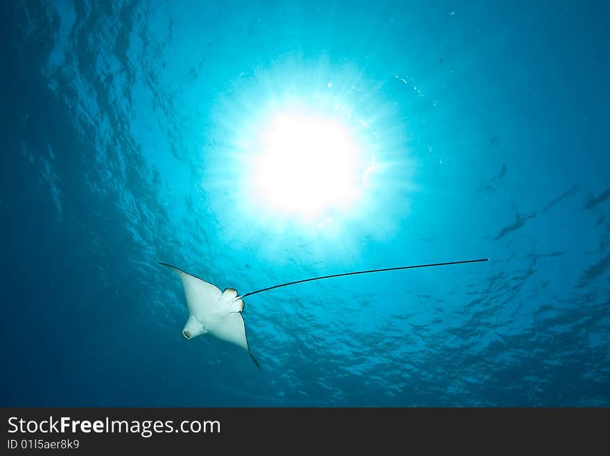 Ocean, sun and spotted eagle ray taken in the red sea.