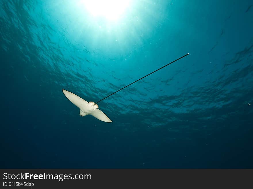 Ocean, sun and spotted eagle ray taken in the red sea.