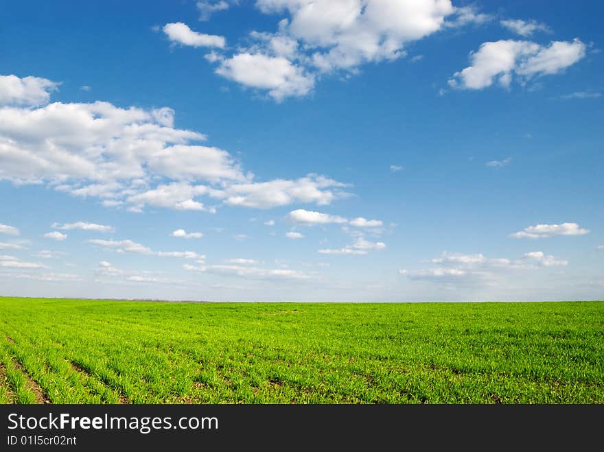 Spring green field under blue sky. Spring green field under blue sky