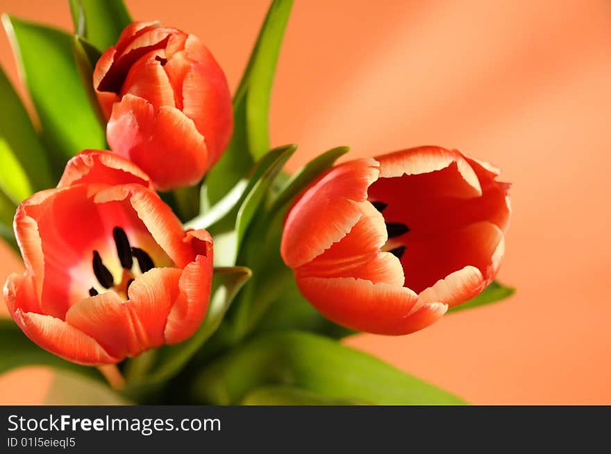 Bouquet of red tulips can be used as a greeting card. Bouquet of red tulips can be used as a greeting card.