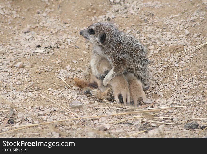 Meerkat and its three babies