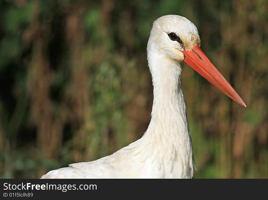 Close Portrait Of White Stork In Natural Habitat