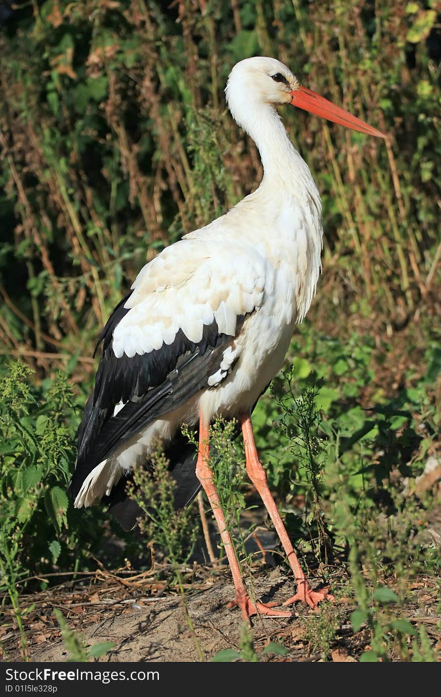 White stork Ciconia ciconia shot in natural habitat. White stork Ciconia ciconia shot in natural habitat