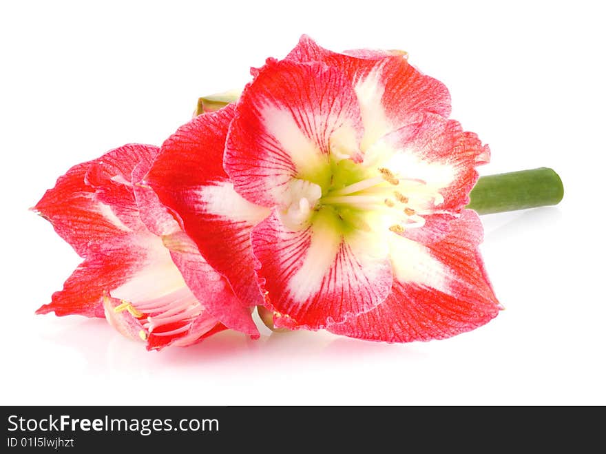 Red amaryllis on a white background.