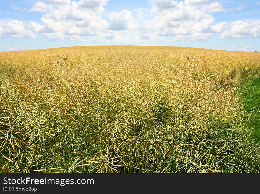 Bright yellow meadow and blue sky. Bright yellow meadow and blue sky