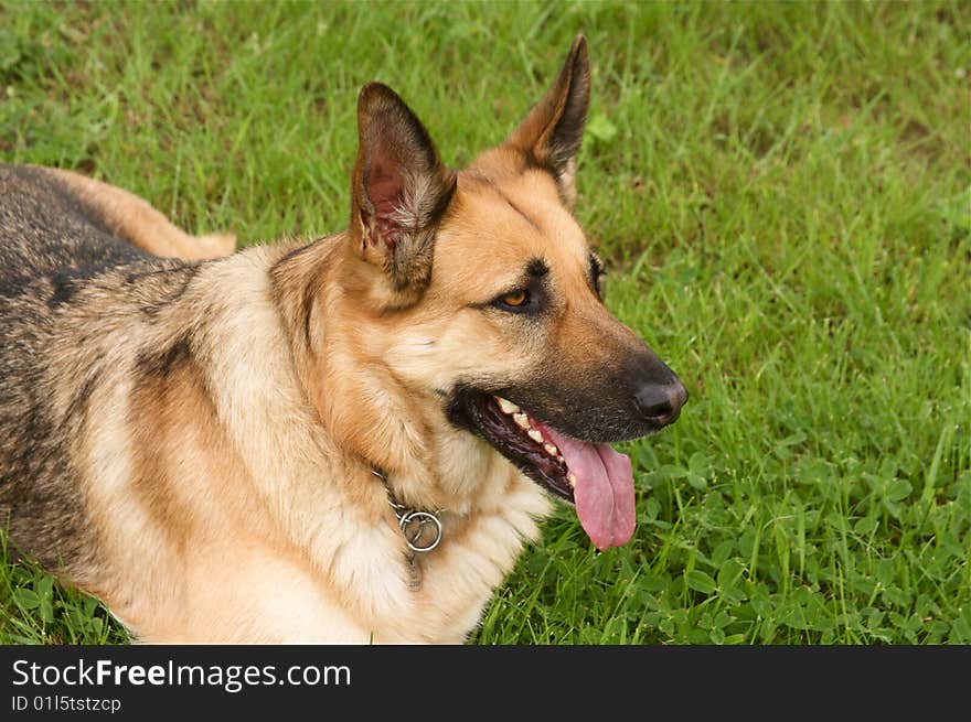 A clever dog sitting in the grass