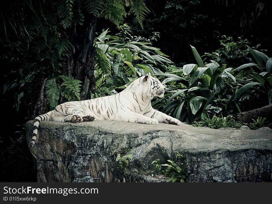 White stripe tiger in singapore zoological garden. White stripe tiger in singapore zoological garden