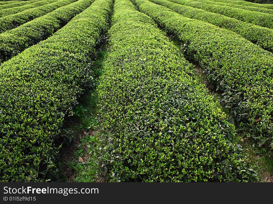 Rows of tea bush in zhejiang china