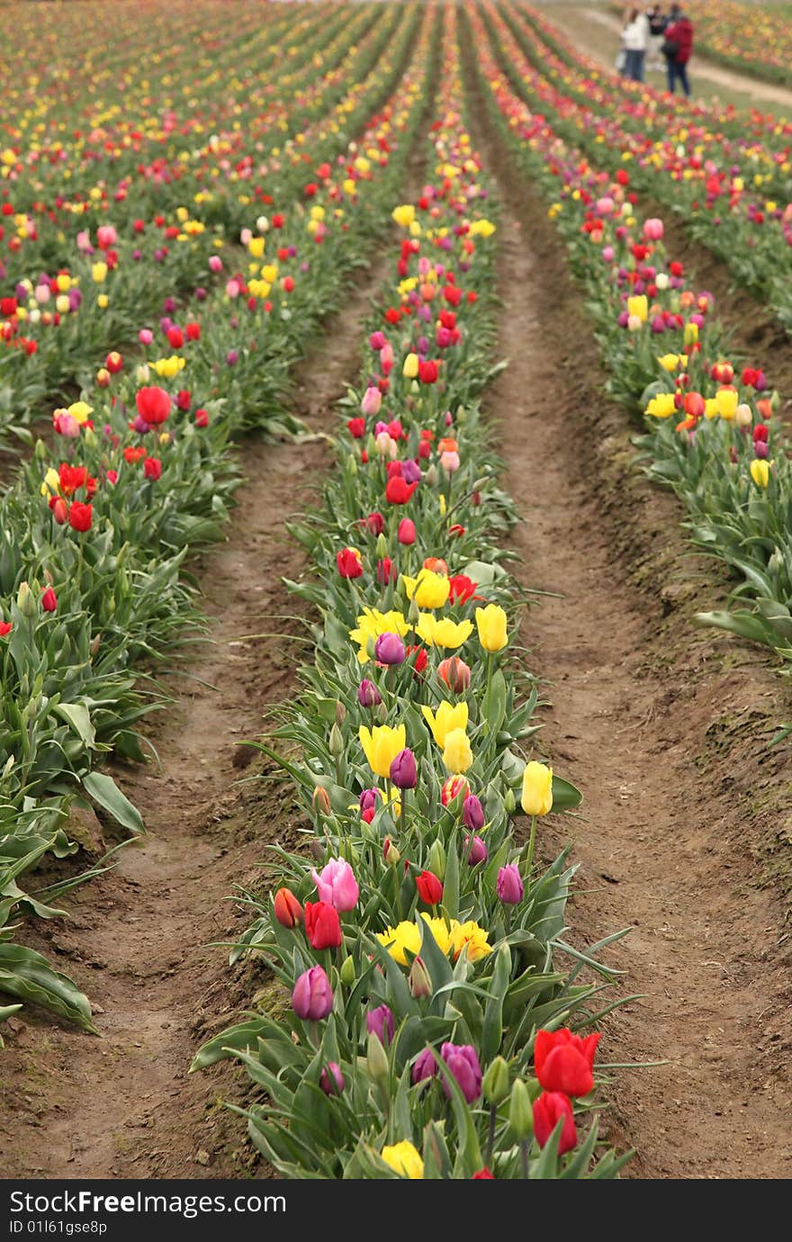 Family walking in flower meadow admiring the tulips. Family walking in flower meadow admiring the tulips