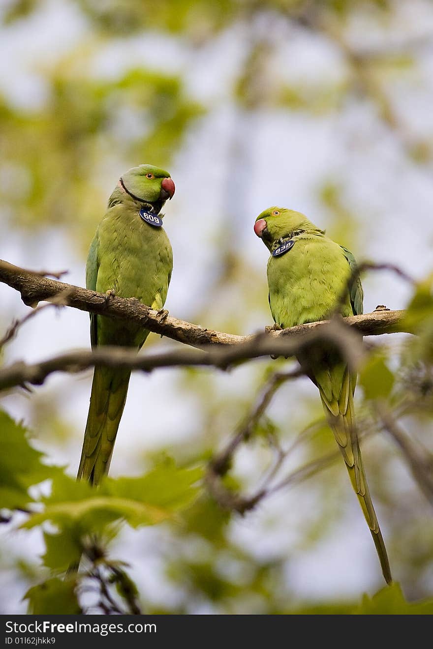 Parrots