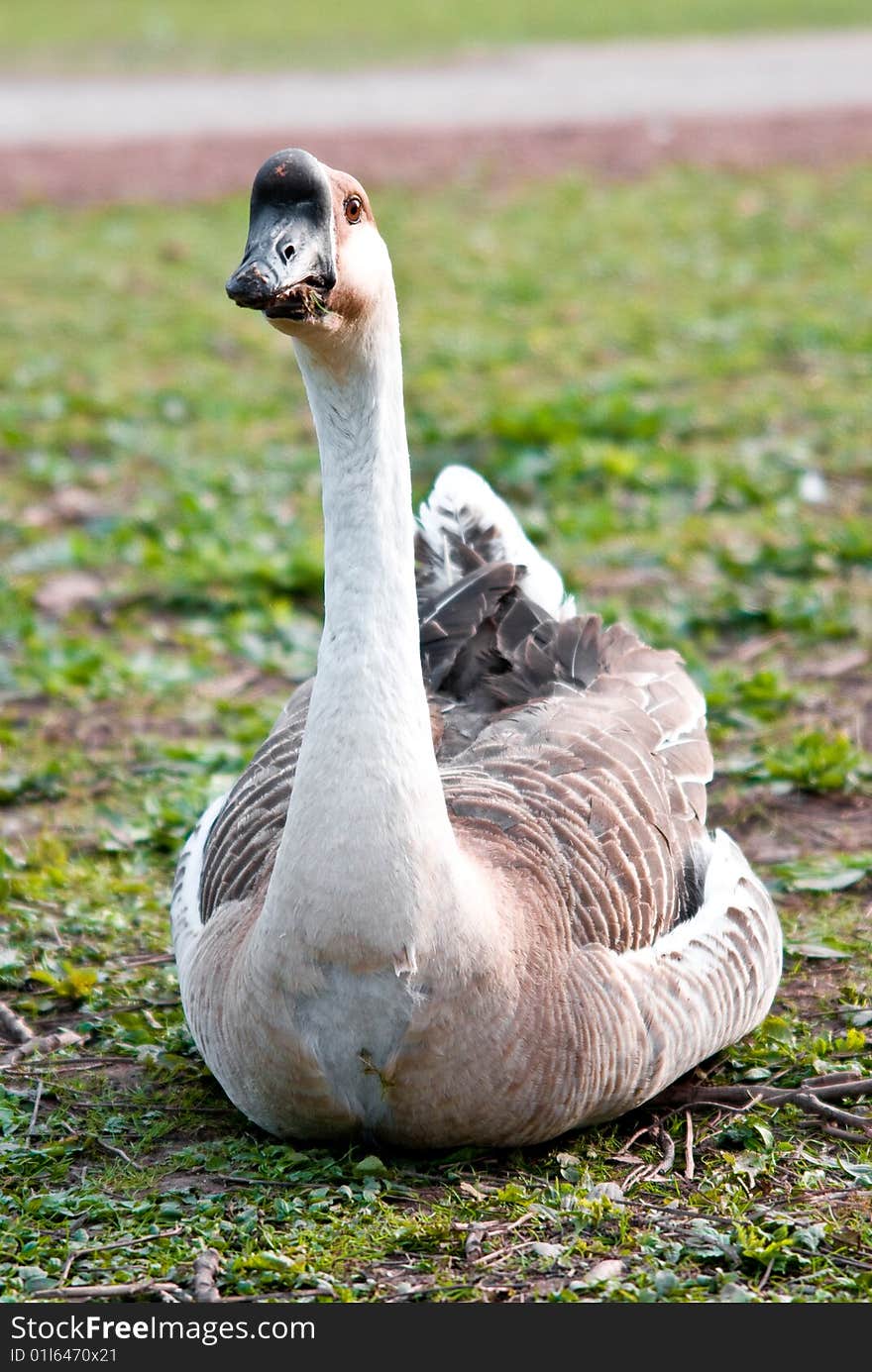 Nesting Goose Closeup