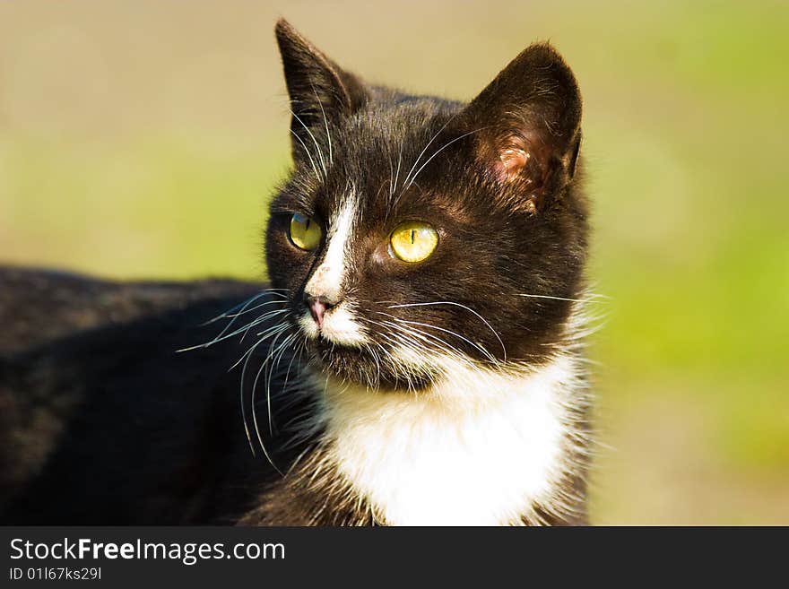 Cat without name walking in beautifull sunny day