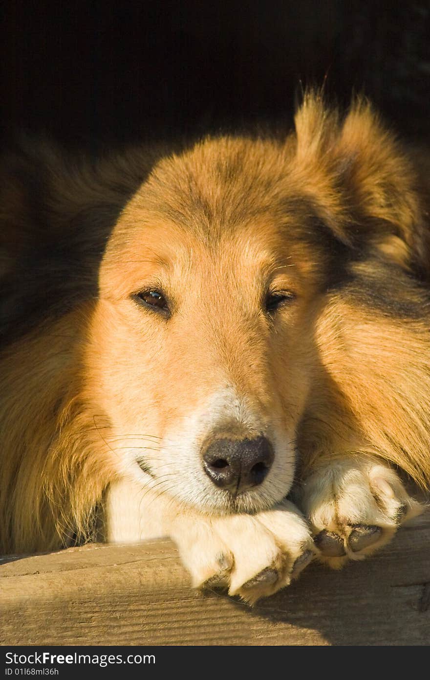 Dog without name walking in beautifull sunny day