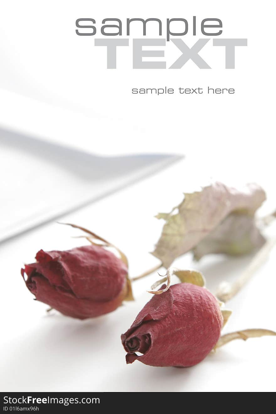 A dried red roses isolated against a white background