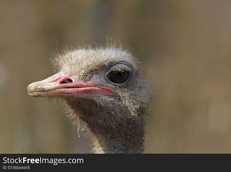 Portrait of a dirty ostrich (Struthio camelus). Portrait of a dirty ostrich (Struthio camelus)