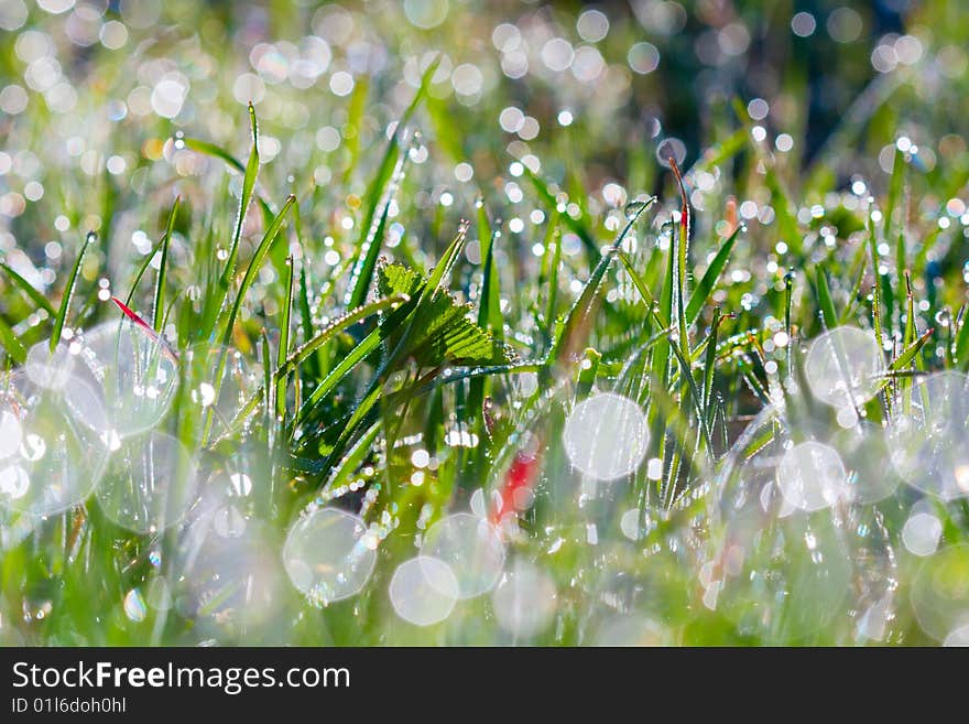 Water drops on a green grass